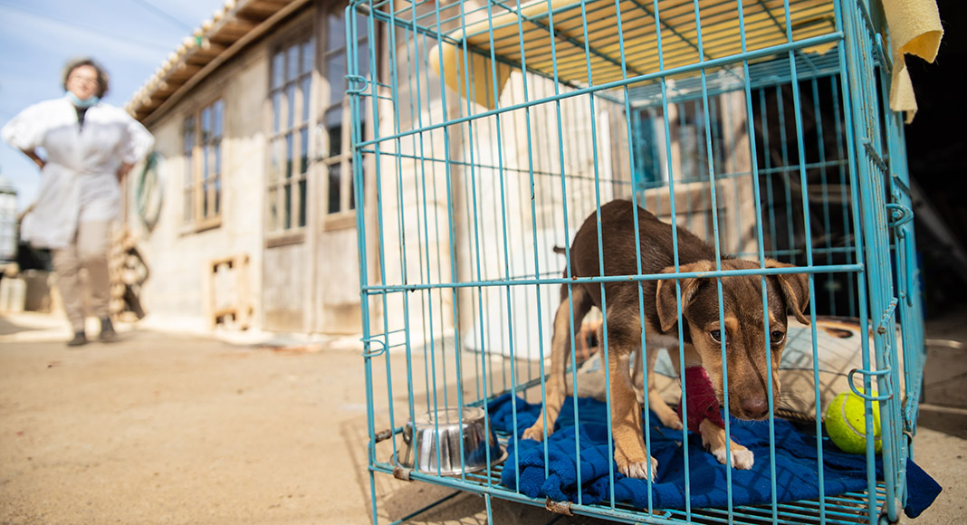 Refuge Pour Animaux Condamne A Loule Le Seul Abri Pret A Accueillir Les Animaux Errants De Tavira Actualites Du Portugal